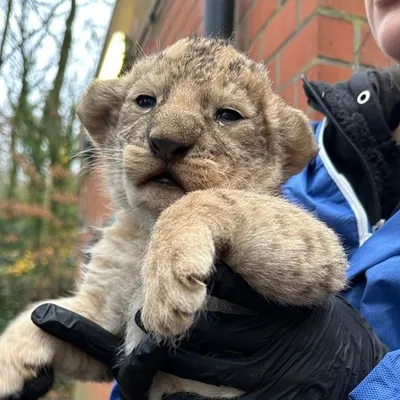 2 lionceaux d'une espèce protégée sont nés à Bellewaerde Park ! 