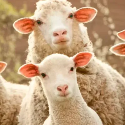 Nord : un élevage de moutons décimé par des chiens