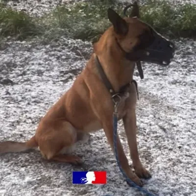 La belle histoire d'Orus, ce berger malinois saisi à Armentières...
