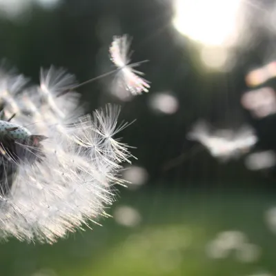 Si vous êtes allergique aux pollens, attention... 