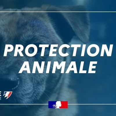 Un homme arrêté dans le Nord pour maltraitance animale 