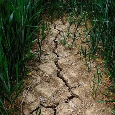 Sécheresse : les préfectures du Nord et du Pas de Calais annoncent...