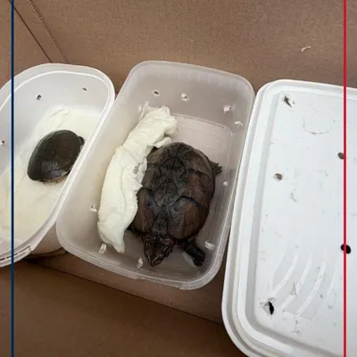 Des animaux vivants dans un colis, dans un bureau de Poste du Pas...