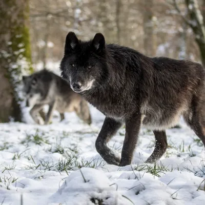 Lumières d’Hiver : un événement féérique en plein cœur du parc...