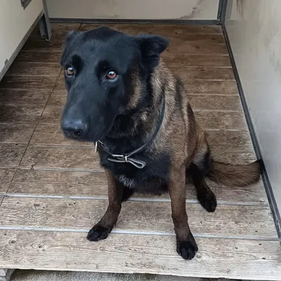 DINO : un chien de la police de Metz meurt en service 