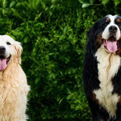 Casting de Woof : l'Euro-Métropole de Metz part à la recherche de...