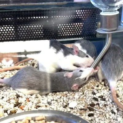 Haguenau : une animalerie au cœur d’une polémique sur les...