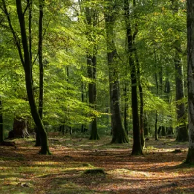 Haut-Rhin : un ossement humain découvert en forêt pourrait...