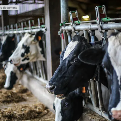 Vache retrouvée mutilée en Alsace du Nord : une enquête pour acte...