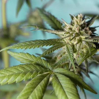 Sciences : le cannabis jugé inefficace contre les troubles psychiques