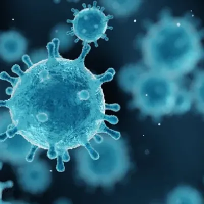 Hantavirus : pourquoi les experts écartent la comparaison avec un «...