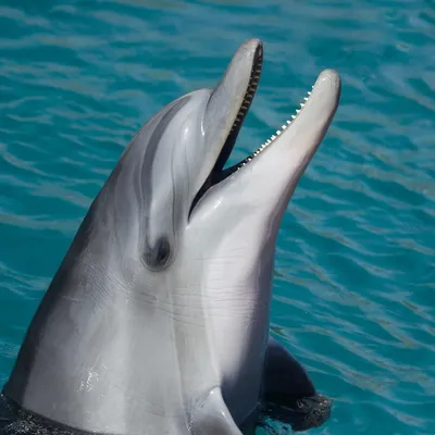 Marineland d’Antibes : Beauval renonce à accueillir les douze dauphins
