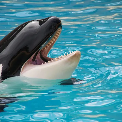 Marineland espère transférer ses orques et dauphins en Espagne...