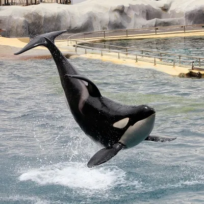 Marineland : réunion décisive au ministère pour l’avenir des...