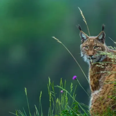 Une femme condamnée après la mort d’un lynx protégé dans le Bas-Rhin