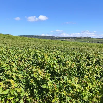 Millésime 2026 en Bourgogne : des vendanges précoces mais des...