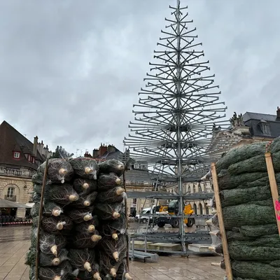 Le Stade Dijonnais met en vente des sapins de Noël pour financer...