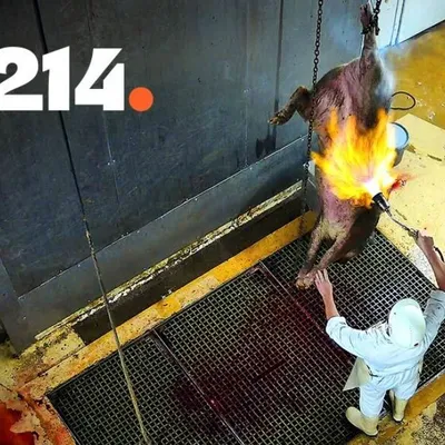 « Le chaos absolu » : l'association L214 provoque la suspension de...