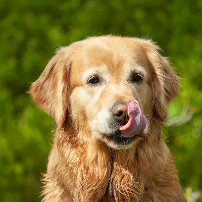 Quel est le chien préféré des Bourguignons ? 