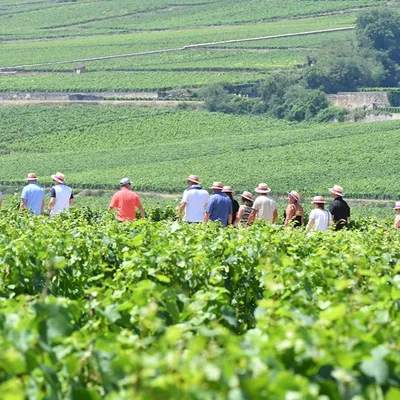 Ladoix Serrigny : « La Balade Gourmande » annulée cet été