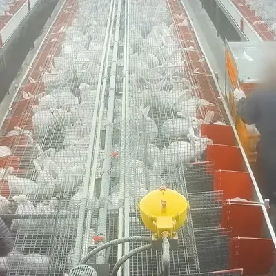 « Filière Cruauté » : L214 prévoit une mobilisation au Carrefour de...