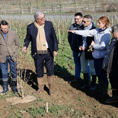 Pommard : de nouvelles expérimentations sur les vignes...