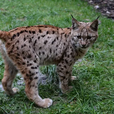 Bourgogne-Franche-Comté : un cinquième lynx relâché dans le Jura