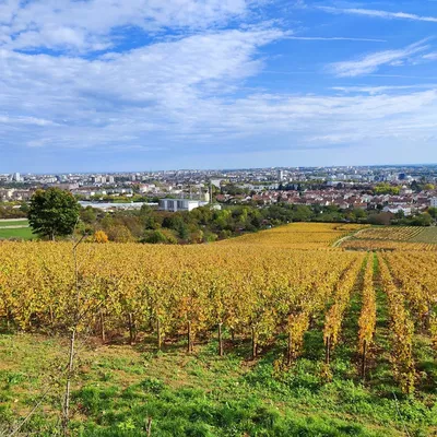 Première mondiale à Dijon, les grappes MICHELIN remises aux...