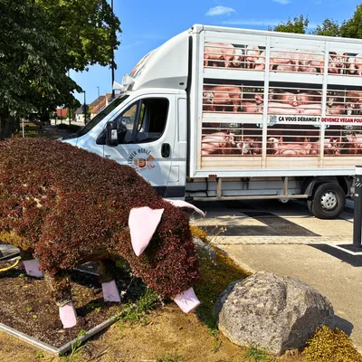 Un camion faisant retentir des cris de cochons agonisants aperçu à...