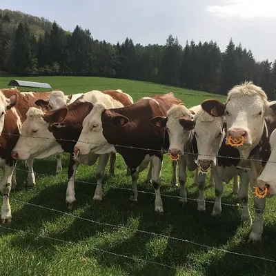 La filière viande en Bourgogne-Franche-Comté : un pilier économique...
