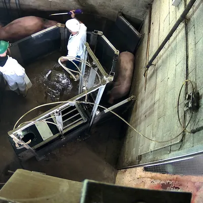 Abattoir de Cosne : une seconde audience rarissime devant le...