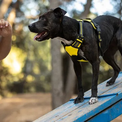 Salon de l’Agriculture 2026 : la Côte-d’Or pourrait remporter le...