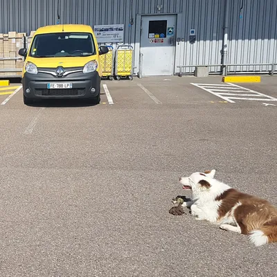La Poste lance une campagne pour prévenir les morsures de chiens...