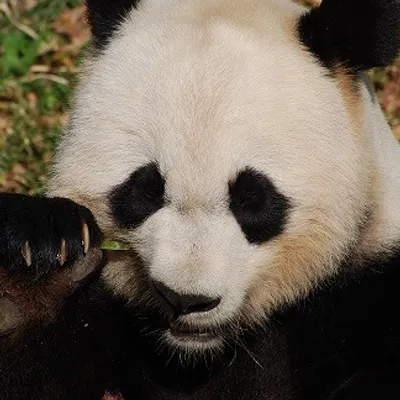 Un réalisateur dijonnais dévoile les secrets des pandas du zoo de...