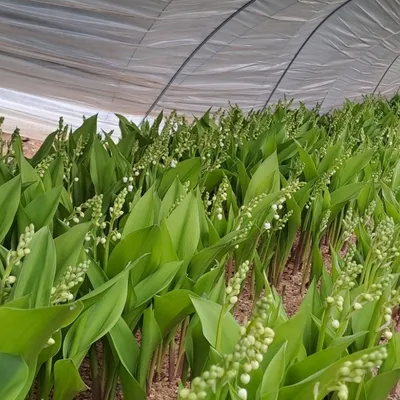 Du muguet Nantais pour le 1er Mai !
