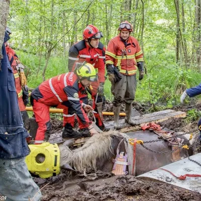 Haute-Vienne : les pompiers sauvent une jument embourbée