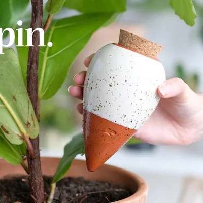 Gagne 100 € pour sublimer tes plantes avec Pépin ! 