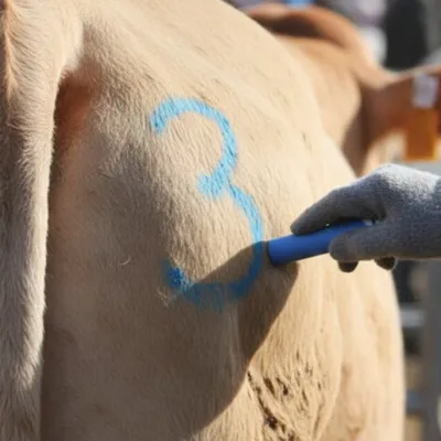 Abattage forcé de 200 vaches au Bordes-sur-Arize : une journée de...