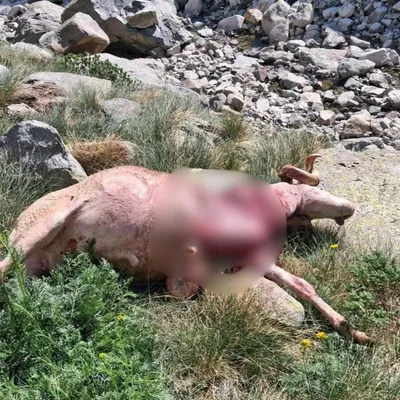 L'ASPAP signale plusieurs attaques d’ours dans la vallée du Garbet