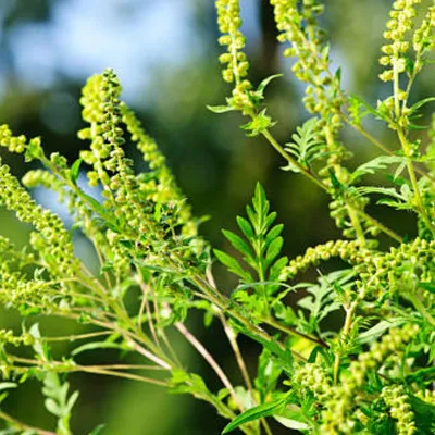 L’Ambroisie mobilise le Couserans face à un enjeu sanitaire