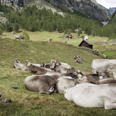 L’Ariège classée en zone vaccinale II : de nouvelles règles pour...
