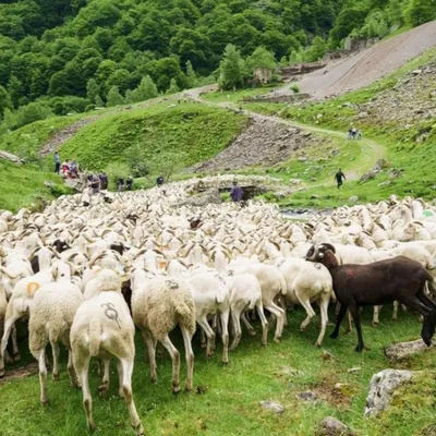 Les transhumances reviennent dans les vallées du Couserans