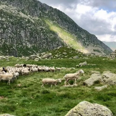 Les Pastorales de Guzet mettent la montagne à l’honneur