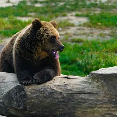 Ariège : face aux attaques présumées d’ours, l’indemnisation des...