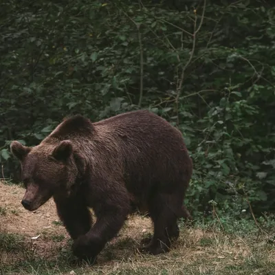 Attaques d’ours : le Couserans demeure le secteur le plus touché en...