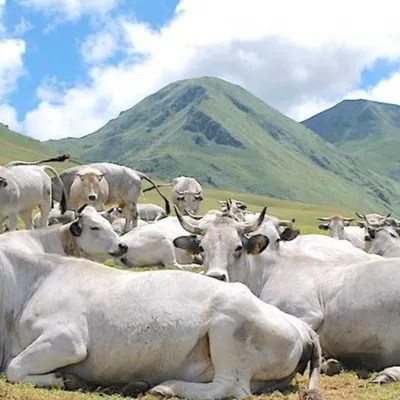 Un nouveau foyer présumé de dermatose nodulaire contagieuse dans le...