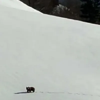Un ours brun aperçu sur une piste rouge en Ariège : une scène aussi...