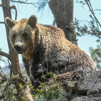 Un ours filmé à proximité d’un sentier, une présence désormais plus...