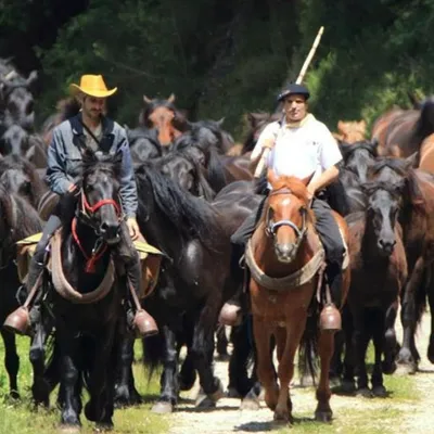 La transhumance de Bethmale fête ses 20 ans