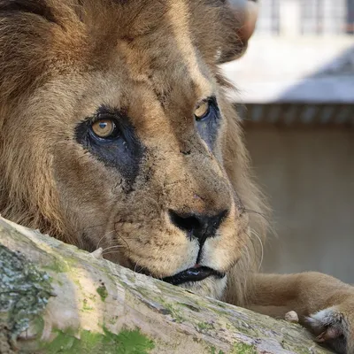 Tonga Terre d'Accueil perd son plus ancien pensionnaire, le lion le...
